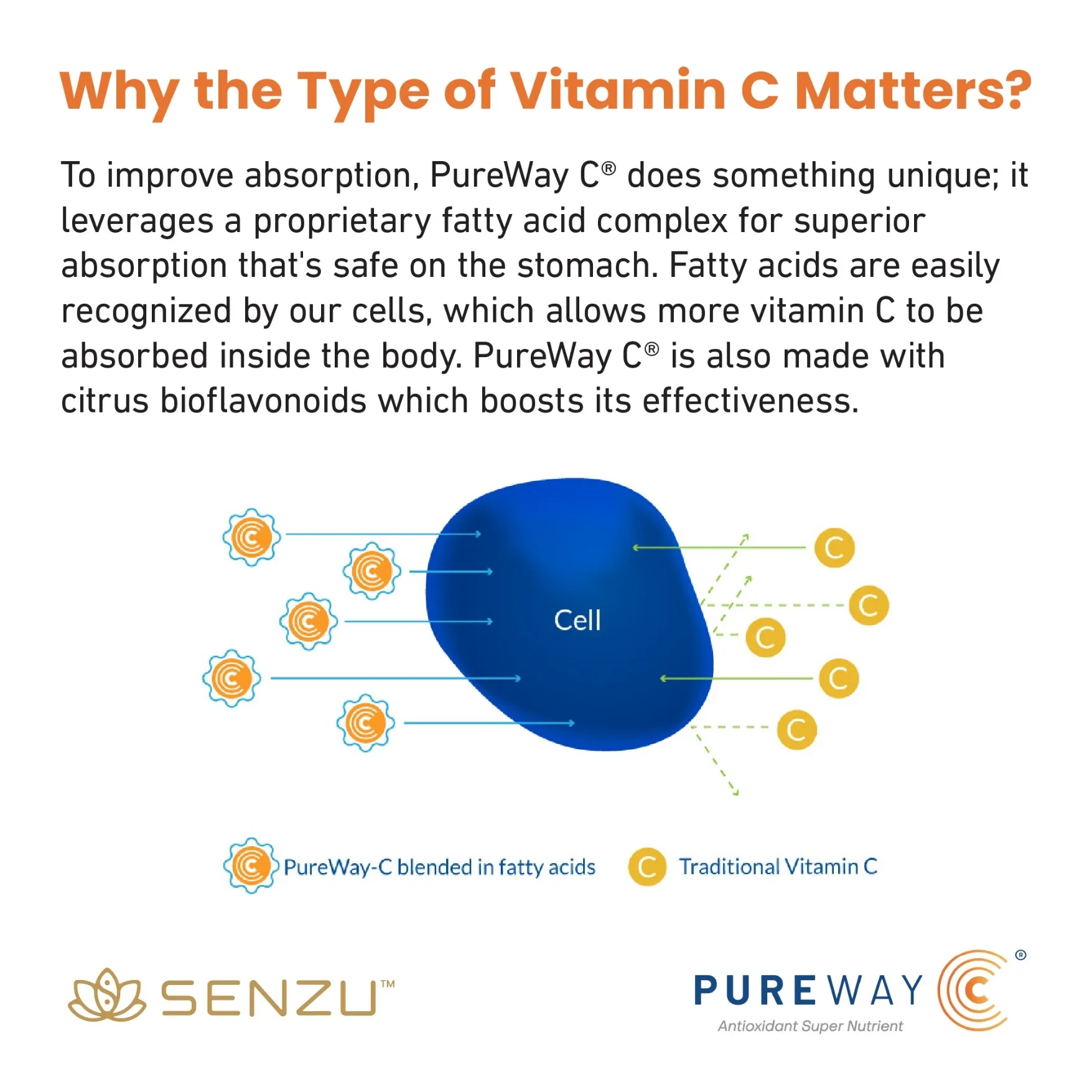 5-in-1 Immunity Support - Image 4