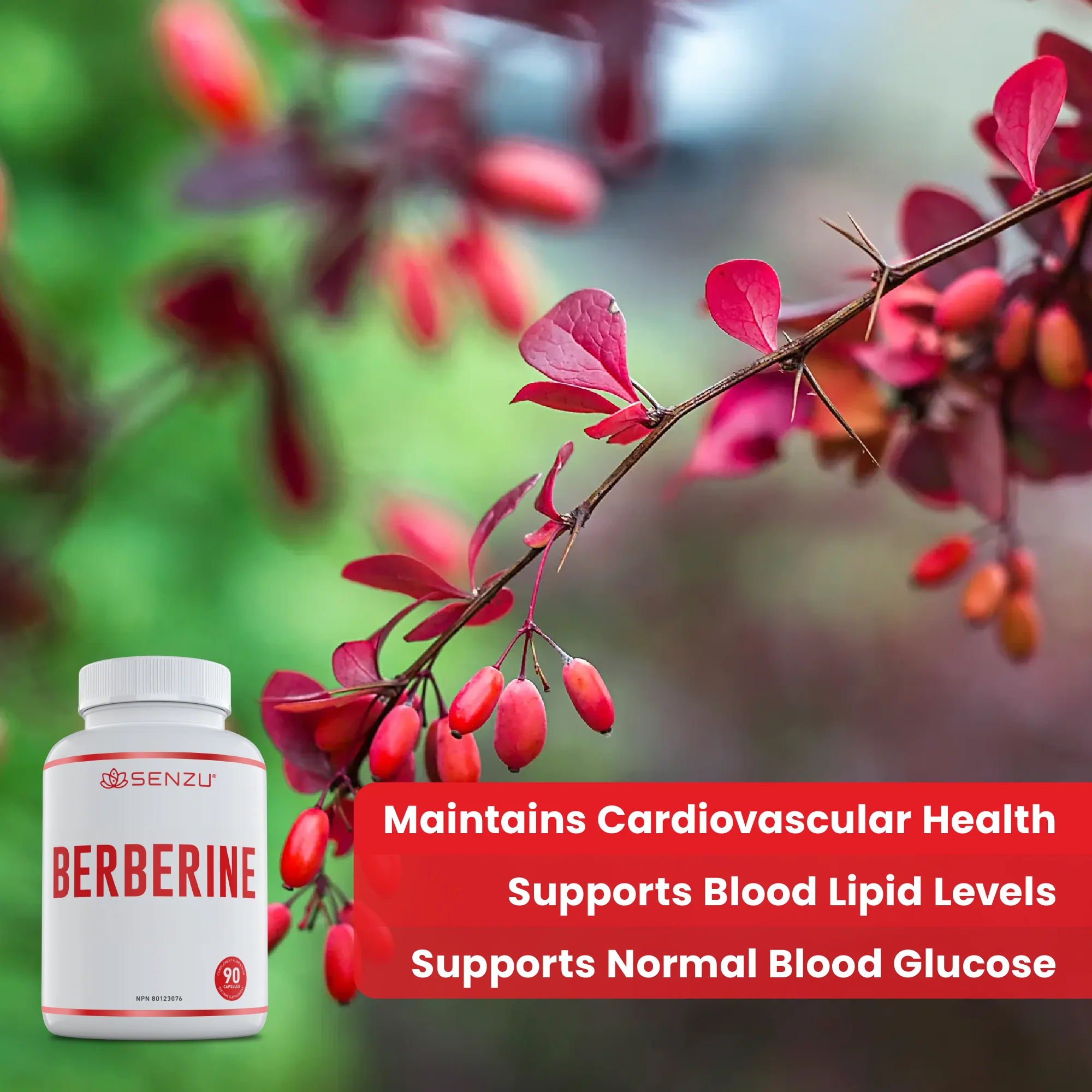 Berberine - Image 3