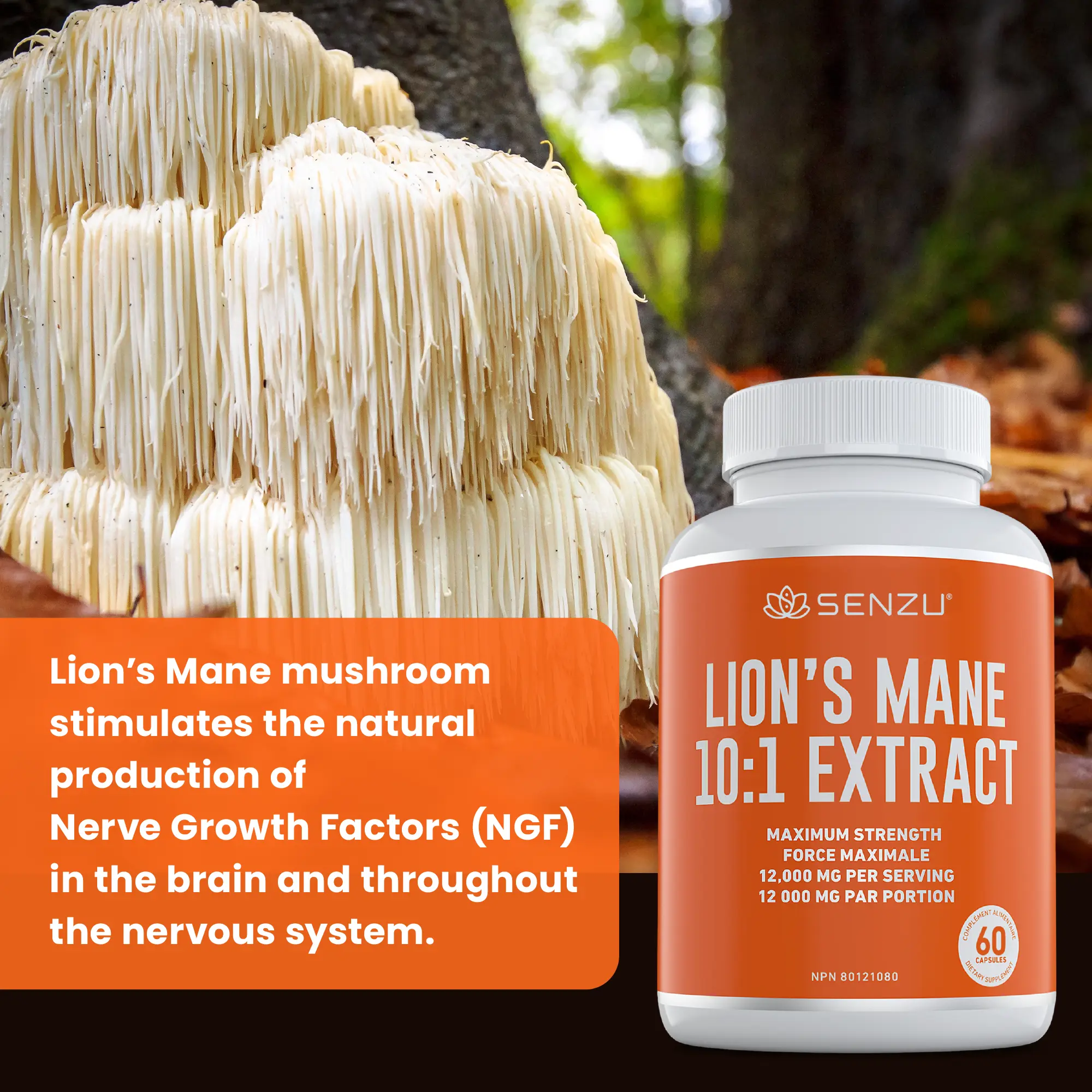 Lion's Mane 10:1 Extract - Image 6