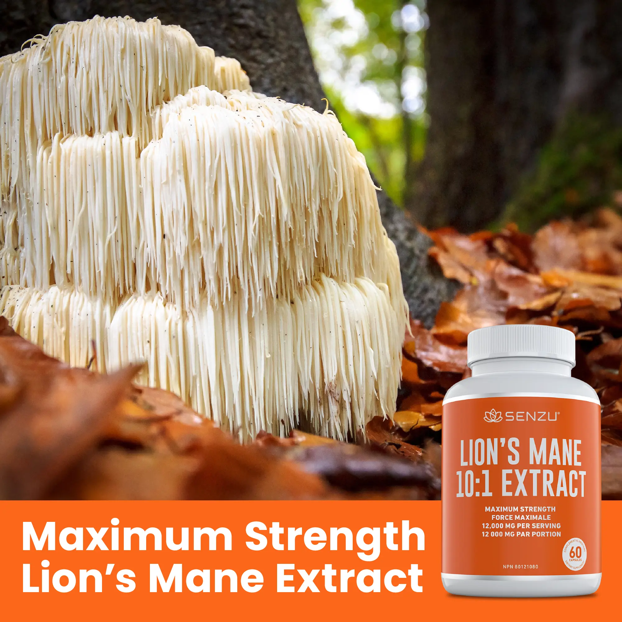 Lion's Mane 10:1 Extract - Image 8
