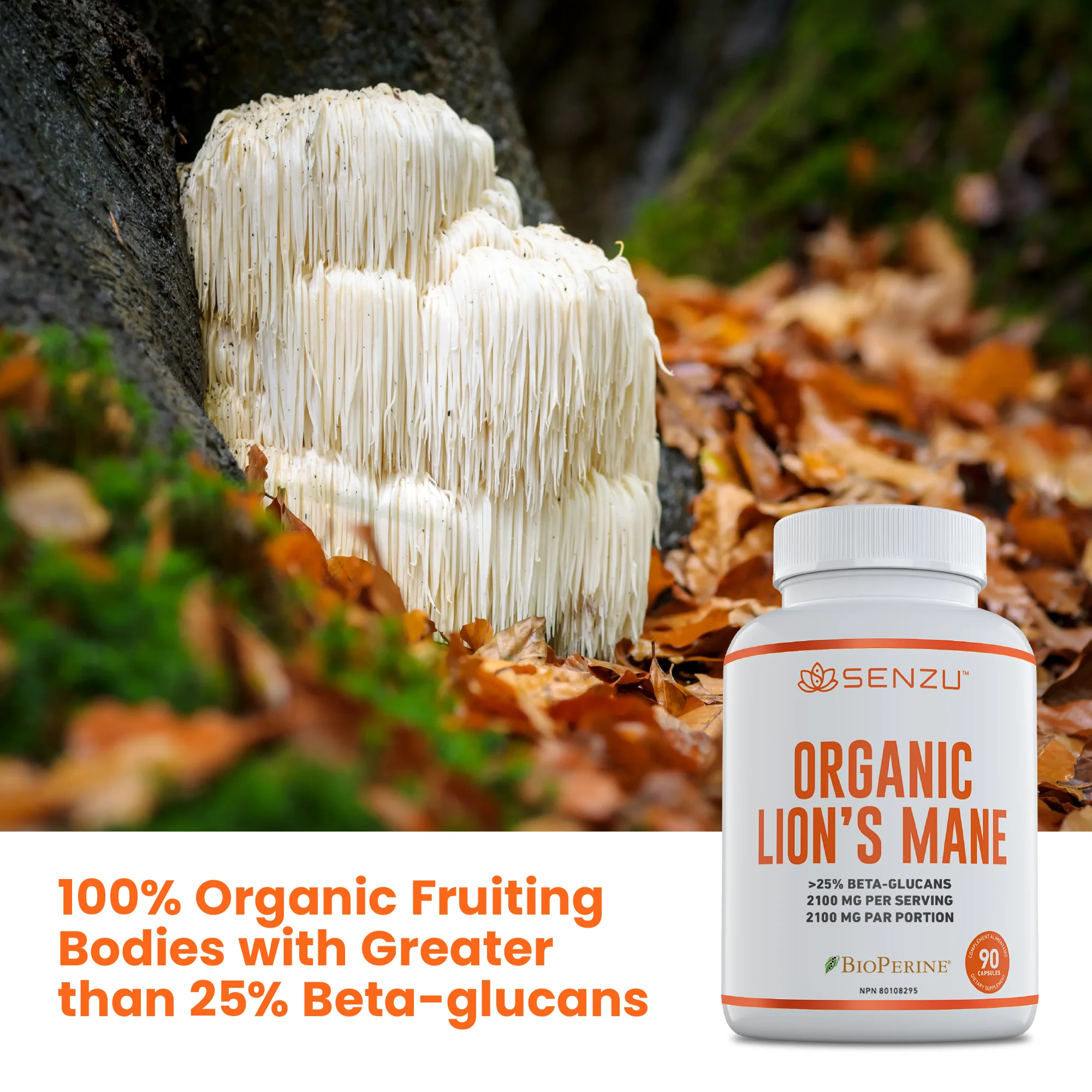 Organic Lion's Mane - Image 4