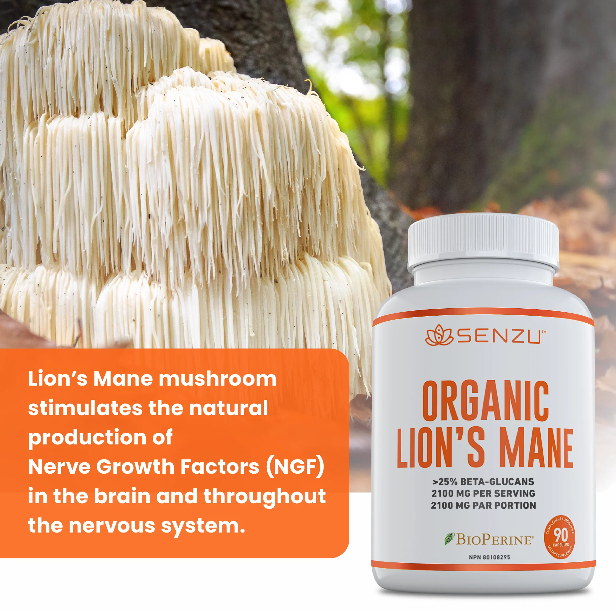 Organic Lion's Mane - Image 6